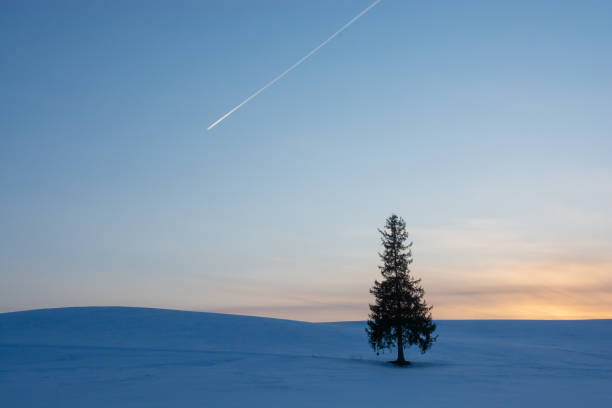 pinien im schneefeld und kondensstreifen am dämmerungshimmel - vapor trail sky night sunset stock-fotos und bilder