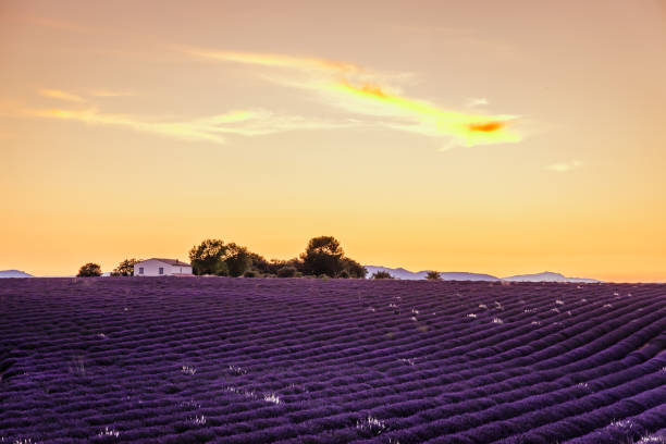 istock Sunset on a lavender field in Valensole 1357127101