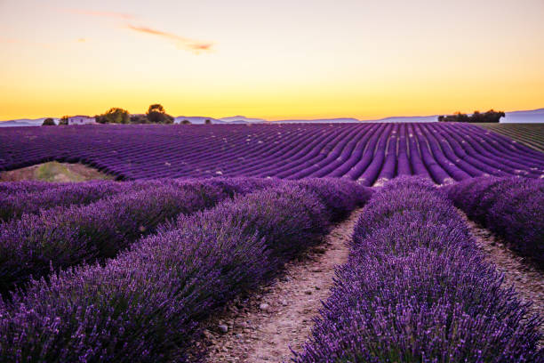 istock Lavender field at sunset in Valensole 1357127104