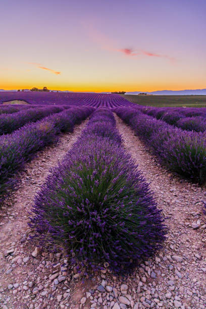 istock sunset over a lavender field in Provence 1357127106