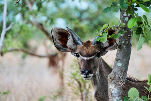 istock Young greater Kudu bull hiding behind a tree 1357129109