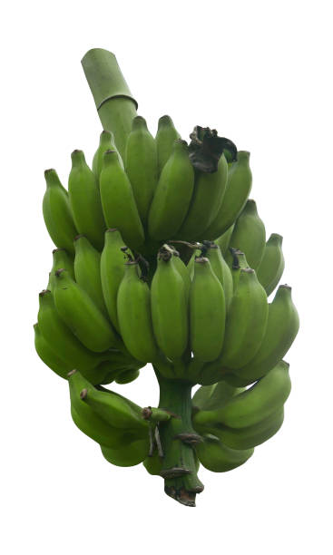istock A bunch of green bananas isolated on a white background. 1357129144