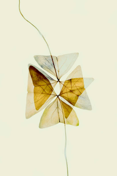 istock Beautiful dried flowers on red background - clover 1357129239