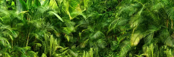 Photo of beautiful green jungle of lush palm leaves, palm trees in an exotic tropical forest, tropical plants nature concept for panorama wallpaper, selective sharpness