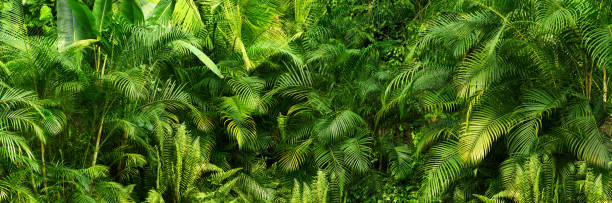 bela selva verde de folhas de palmeira exuberantes, palmeiras em uma floresta tropical exótica, plantas tropicais conceito natureza para papel de parede panorama, nitidez seletiva - rainforest palm tree leaf plant - fotografias e filmes do acervo
