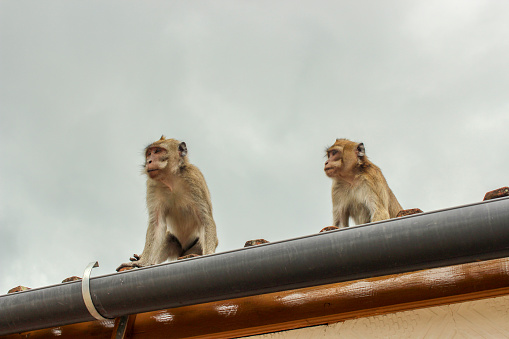Two monkeys with brown hair are on the roof.
