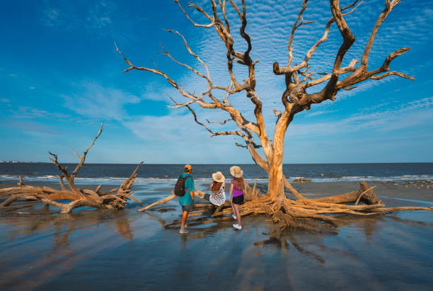 détente en famille sur la plage de jekyll island au lever du soleil. - driftwood wood water sunrise photos et images de collection