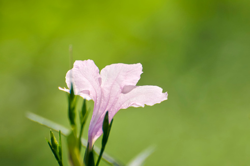 Small pink flower blooming in garden
