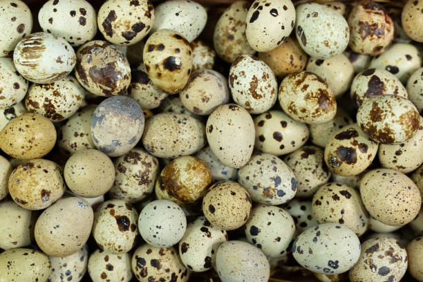 istock Lots of small quail eggs close up 1357132975