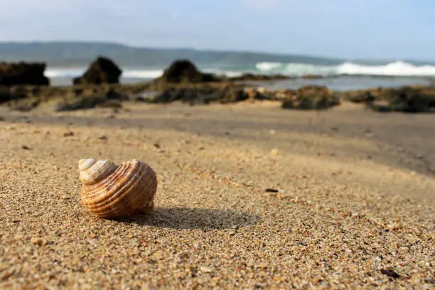 Photo of a snail shell washed ashore on the beach.