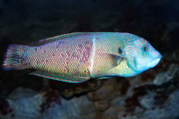 Halichoeres wrasse. Marine fish