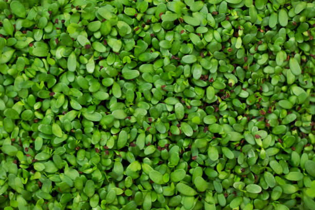istock Vegetable alfalfa sprouts, micro, microgeen, close-up. 1357137436