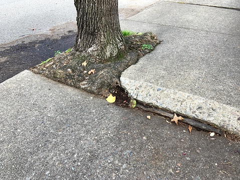 Tree roots damaging sidewalk