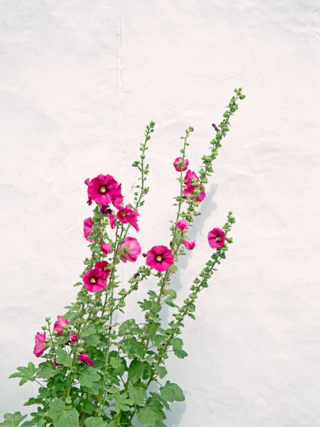 Pink flowering hollyhocks (Alcea) against a white wall.