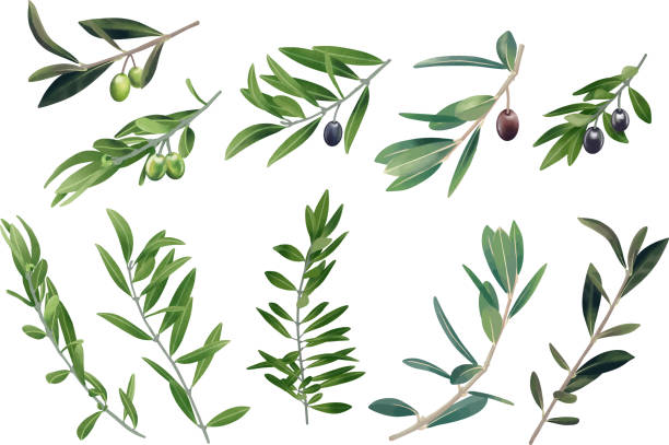 stockillustraties, clipart, cartoons en iconen met realistic olive branch and fruit set vector material - olijfblad