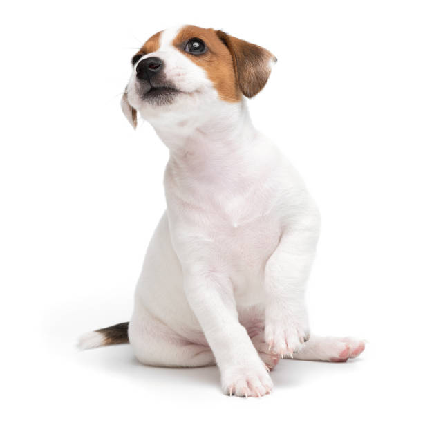 Jack Russell Terrier puppy isolated on white background. Dog jack terrier sitting front view studio shot.