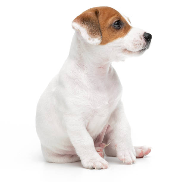 istock Jack Russell Terrier puppy sitting isolated on white background. 1357140541