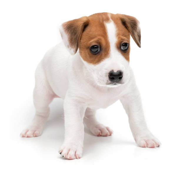 istock Puppy Jack russell terrier standing isolated on white background. 1357140542