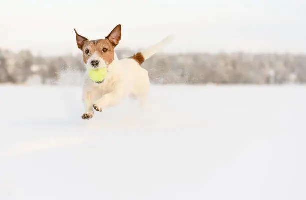 Photo of Active sportive dog playing with tennis ball on ice running and leaping through deep snow on sunny winter day