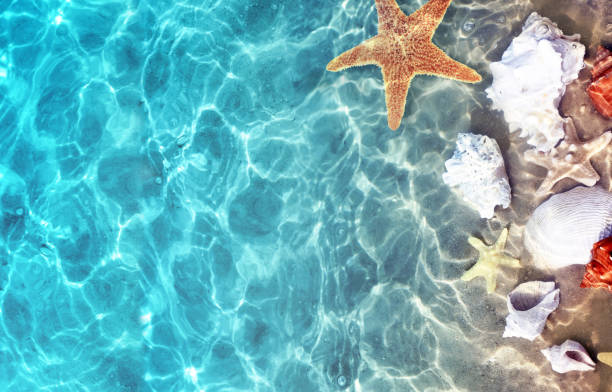 estrellas de mar, coral y conchas marinas en la playa de verano en agua de mar. fondo de verano. - beach coral close up water fotografías e imágenes de stock