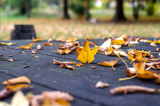 istock Autumn leaves in the park. 1357145298
