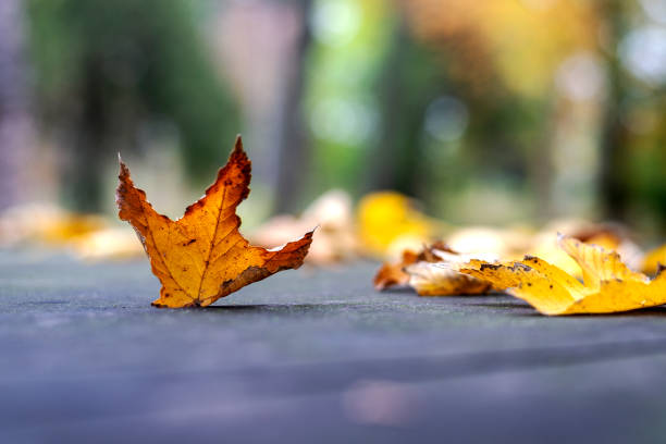 Autumn leaves in the park. The vintage bench covered with beautiful orange and brown leaves.