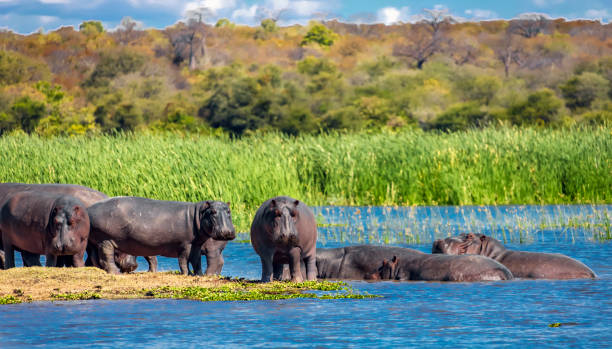 istock Wild hippos are resting safely on an island surrounded by water. 1357145302