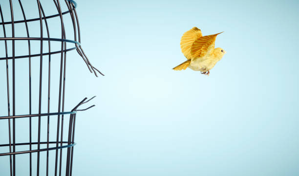 Canary escapes from bird cage. Freedom and open mind concept. This is a 3d render illustration Canary escapes from bird cage. Freedom and open mind concept. This is a 3d render illustration freedom stock pictures, royalty-free photos & images