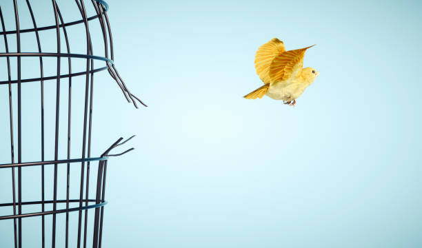 canary escapes from bird cage. freedom and open mind concept.  this is a 3d render illustration - eluding bildbanksfoton och bilder