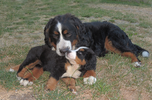 Bernese Mountain Dogs (Berner Sennenhund) enjoys nature.