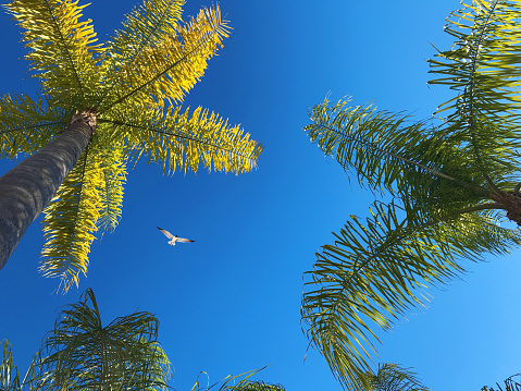 A grove of hundreds of palm trees from every angle located at an ancient Hawaiian fish pond on the island of Hawaii.  Backed by clear blue skies these majestic palms sway in the breeze and filter light down to the land.