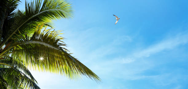 Close up palm tree leaves over clear blue sky with sunbeam in Florida, USA