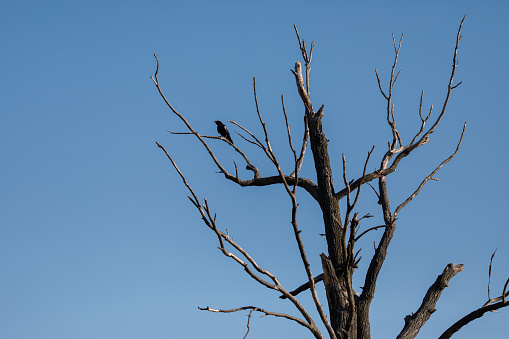 A crow sits on an empty bare tree against a blue sky