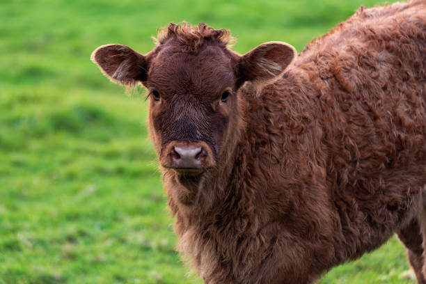 istock Cows in the Field - stock photo 1357148733