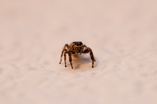 A close up of a jumping spider on a wall.