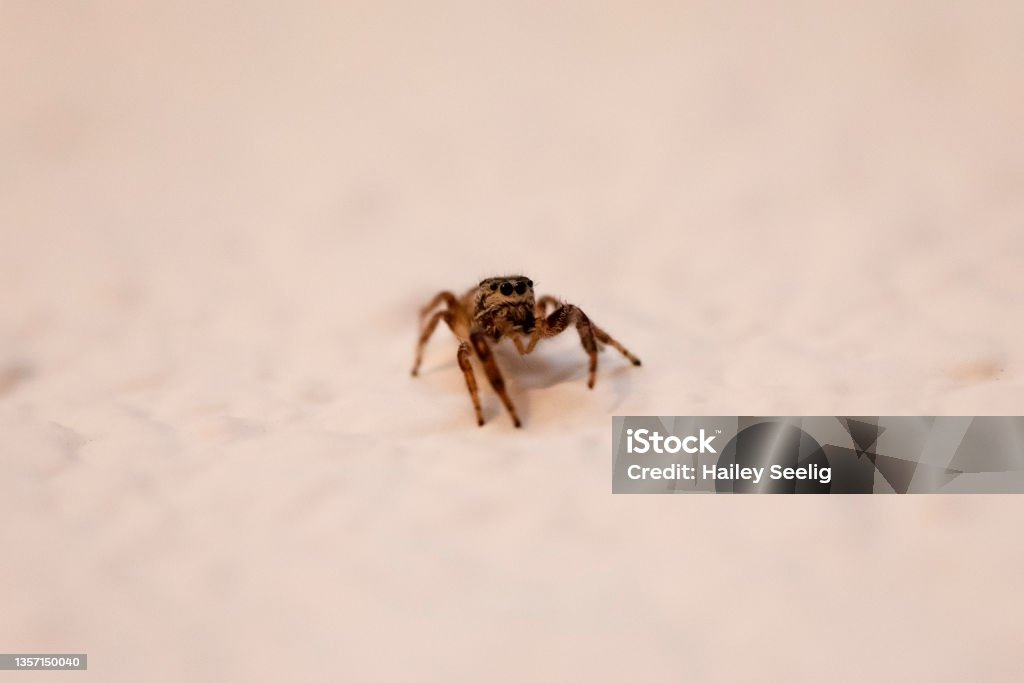 Close up of a jumping spider A close up of a jumping spider on a wall. Alertness Stock Photo