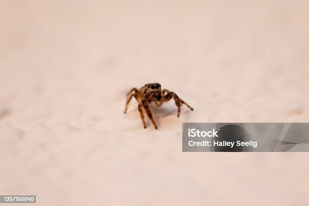 Close Up Of A Jumping Spider Stock Photo - Download Image Now - Alertness, Animal, Animal Wildlife