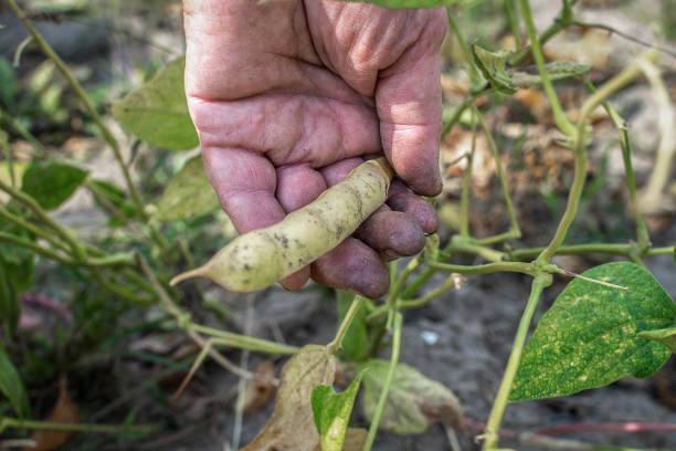 la mano sucia de una mujer adulta desgarra una vaina de frijol verde seco y maduro. primer plano. cosecha de legumbres, problema de hambre, problema de nutrición. enfoque selectivo - bean pod fotografías e imágenes de stock