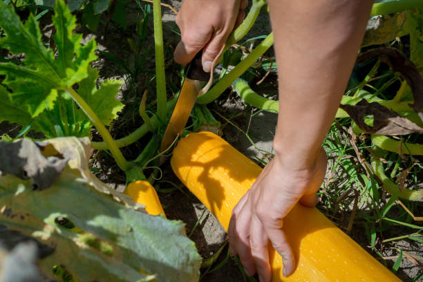 young woman's hand holding on to a large yellow ripe vegetable marrow or squash growing in the garden bed - zucchini squash marrow squash vegetable imagens e fotografias de stock