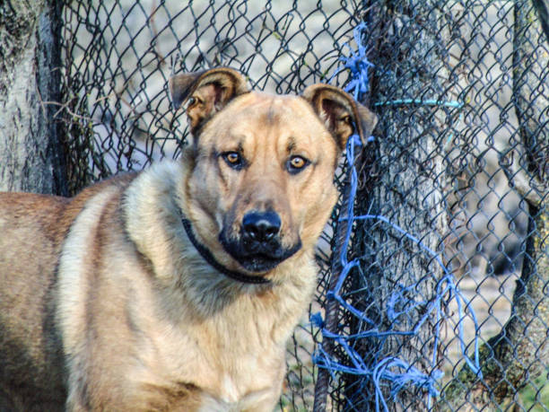 istock a dog is looking - animal 1357150986