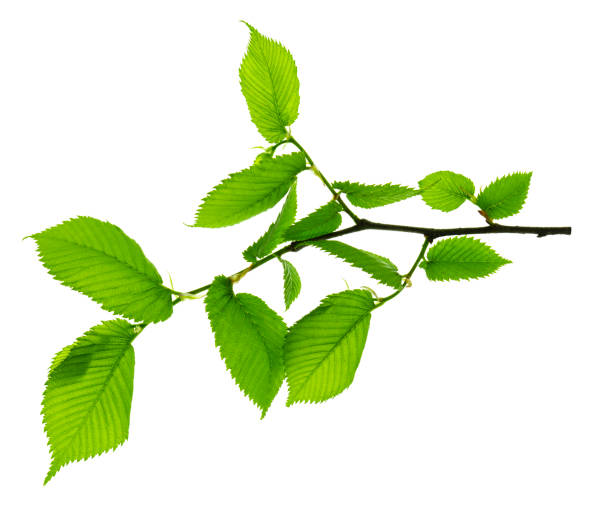 istock Twigs with beautiful green leaves isolated on a white background. Botanical element for decoration.template for design 1357152888