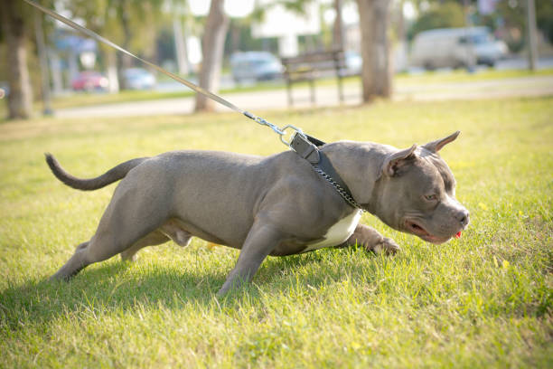 Young American bully dog on grass Young American bully dog on grass american pit bull terrier stock pictures, royalty-free photos & images