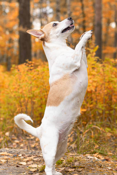 istock Thoroughbred dog Jack Russell Terrier in a public park. Pets 1357155063