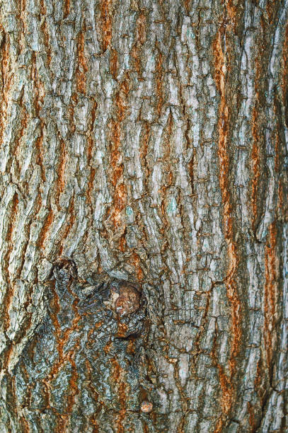 oak.texture gaufrée. vieux bois texture fissurée, le tronc de l’arbre, fond de bois naturel, écorce. - bark elm tree oak tree wood photos et images de collection