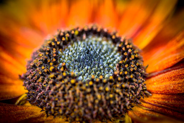 istock Macro shot of the sunflower 1357155964
