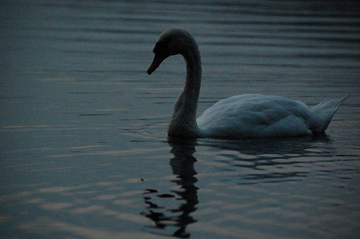 swan swimming in the water