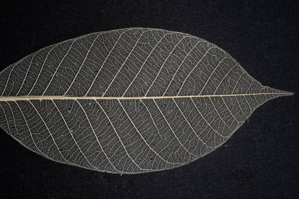 istock dry transparent leaf with a complex structure. concept: free breathing, purity 1357156399
