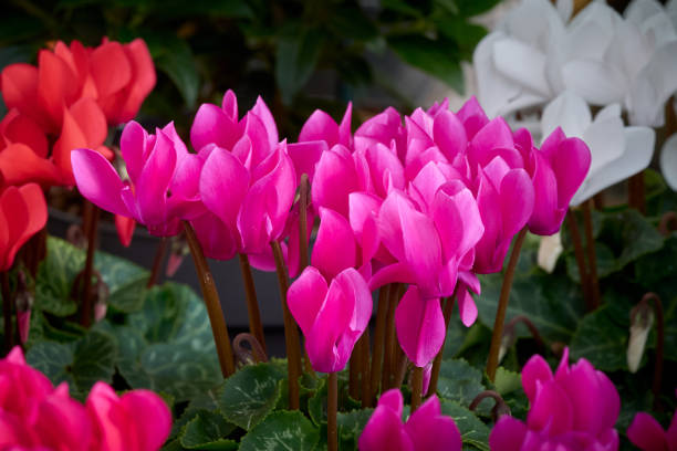 istock Pink Persian Cyclamen flowering plant 1357159878