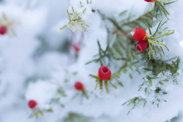 istock Red fruits on snowy branches 1357160534