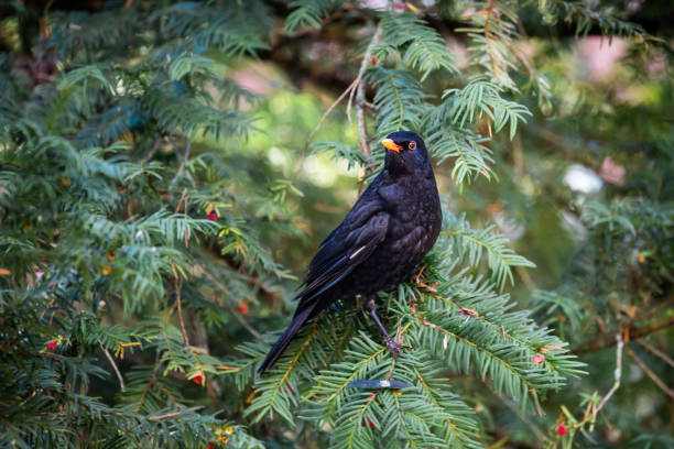 merle commun perché debout sur une branche - common blackbird photos et images de collection